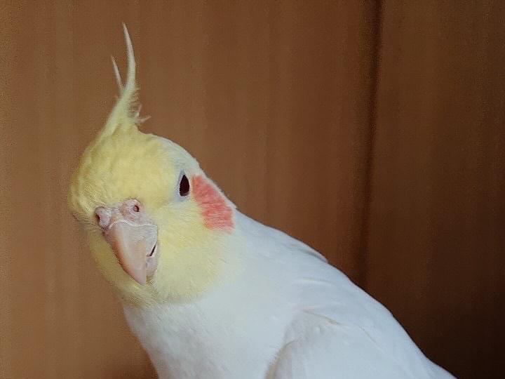 ピノちゃん ピノちゃん
