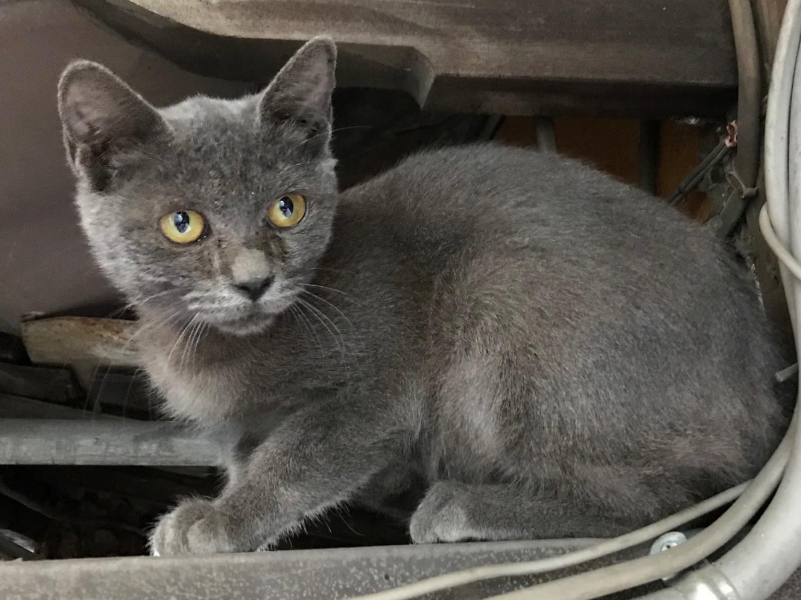 保護された猫 保護された猫