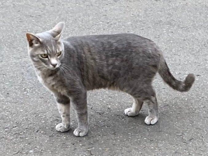 タンタンちゃん タンタンちゃん