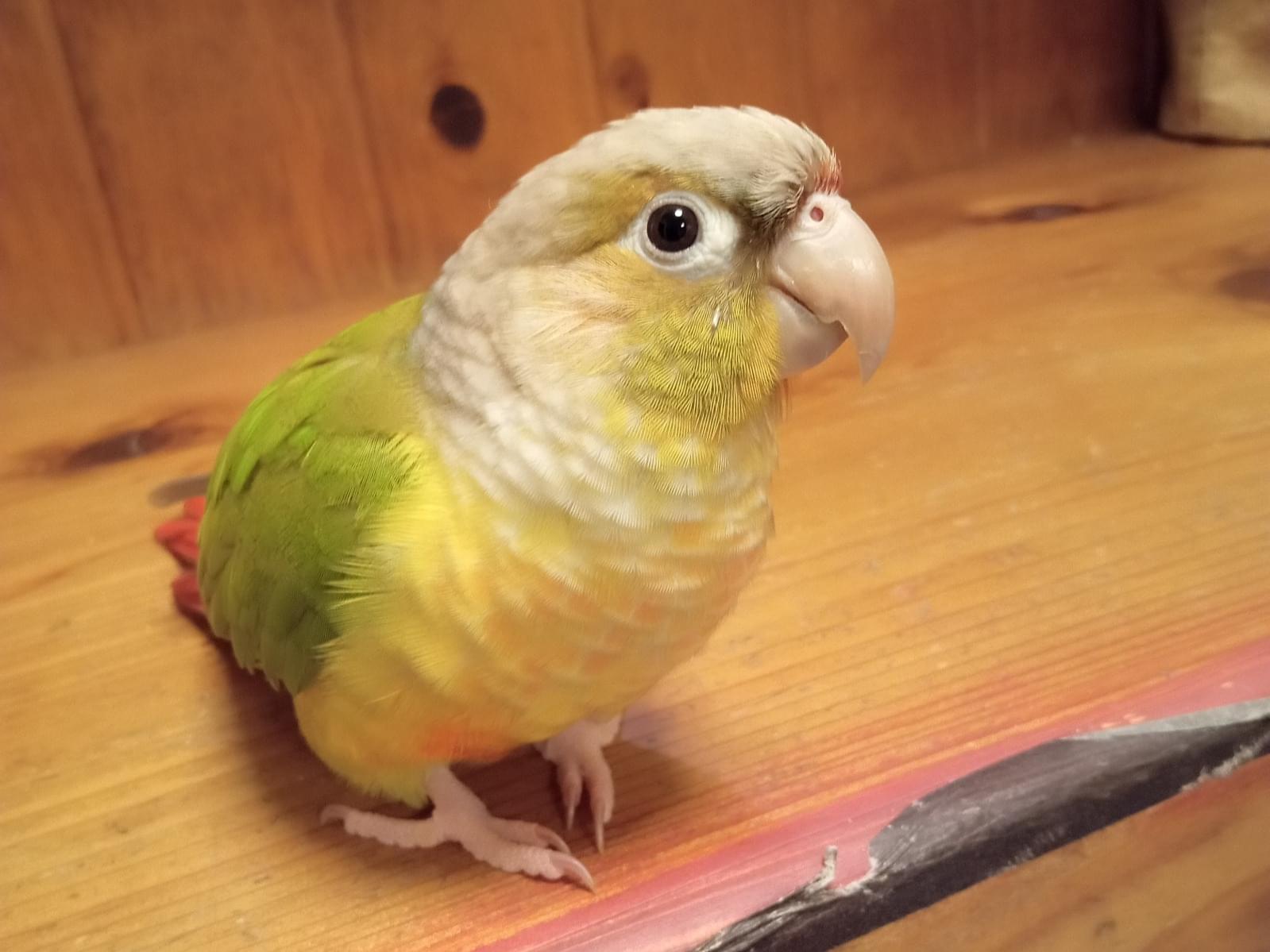 アキちゃん アキちゃん