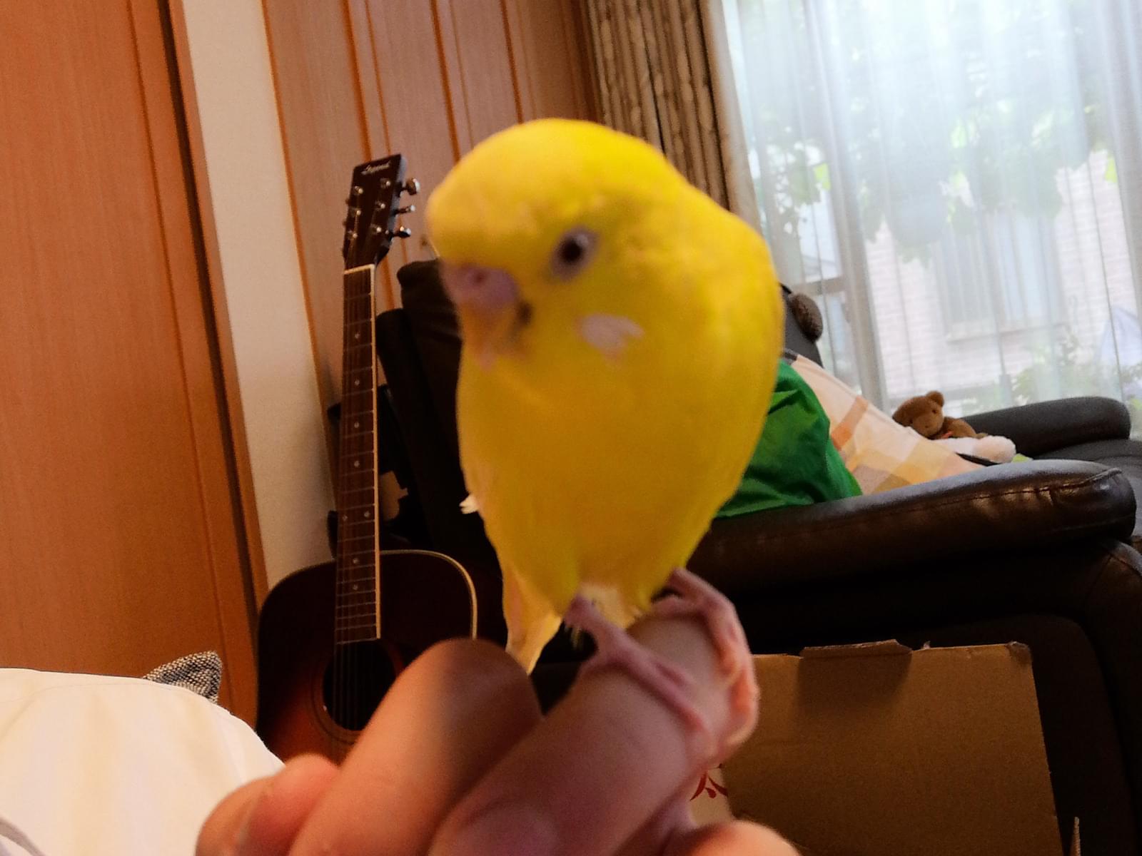 ぴろちゃん ぴろちゃん