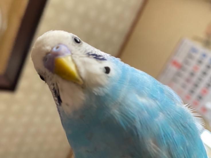 こつぶちゃん こつぶちゃん