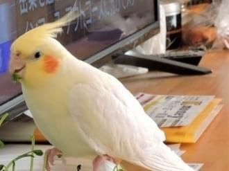 ピー子ちゃん ピー子ちゃん