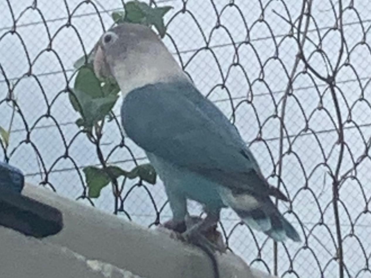 目撃された鳥 目撃された鳥