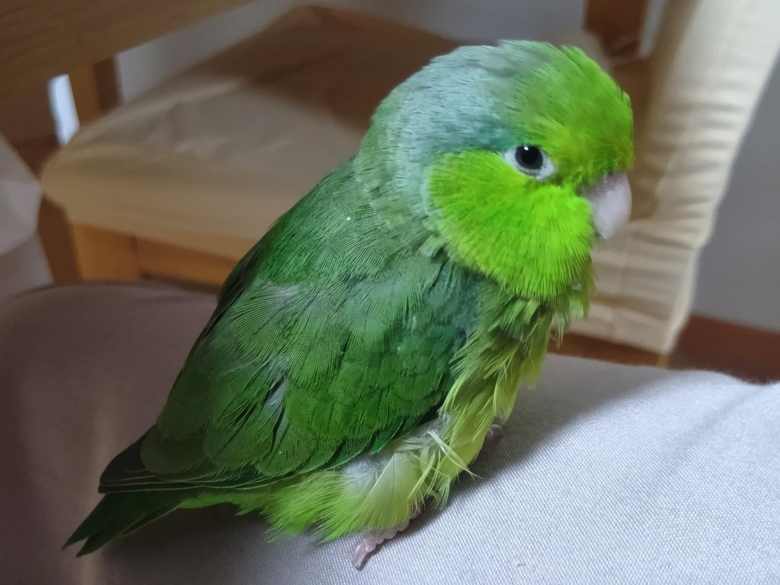 りょくちゃん りょくちゃん