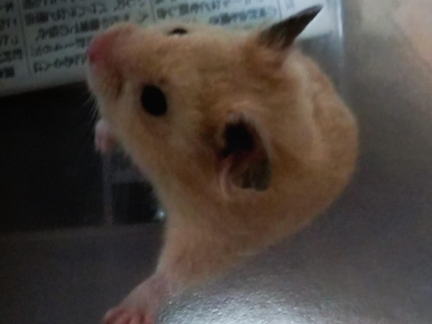 ハチちゃん ハチちゃん