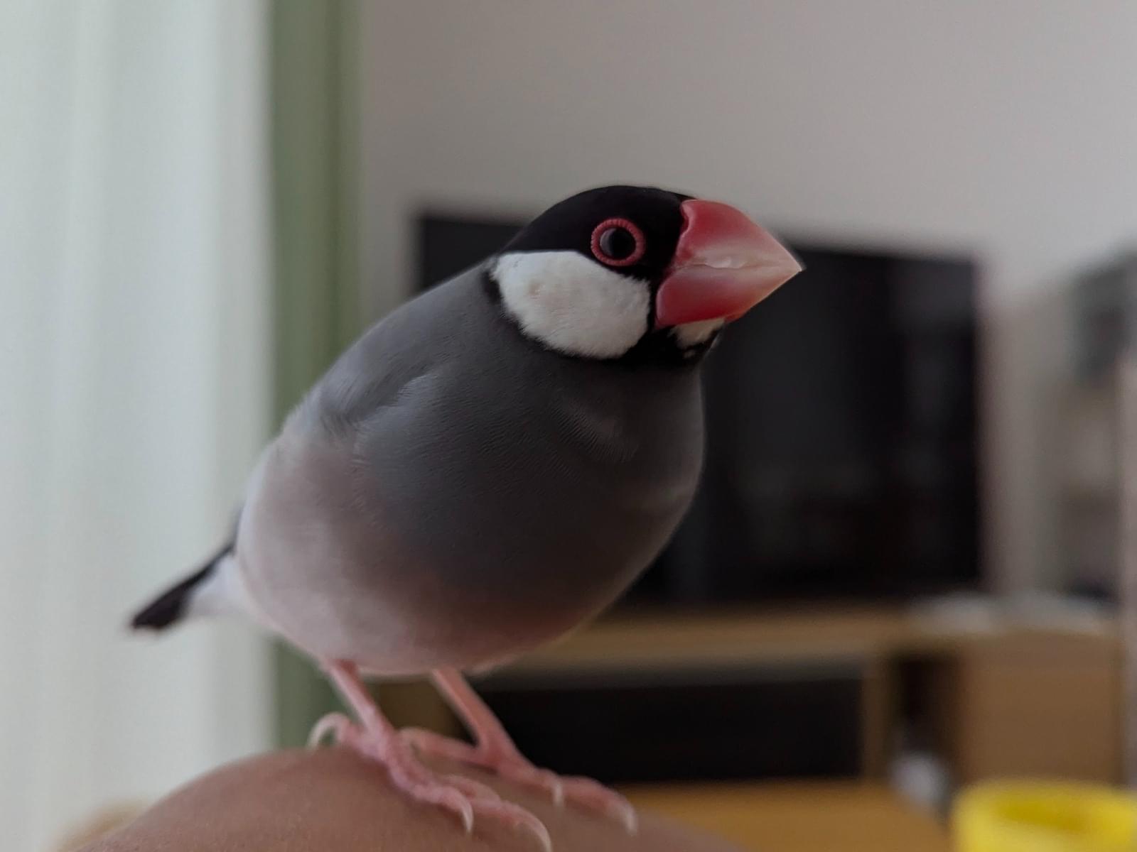 マロンちゃん マロンちゃん