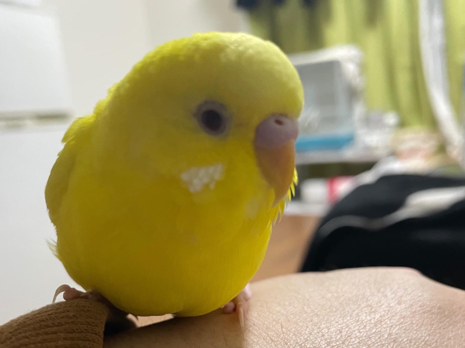 きーちゃん きーちゃん