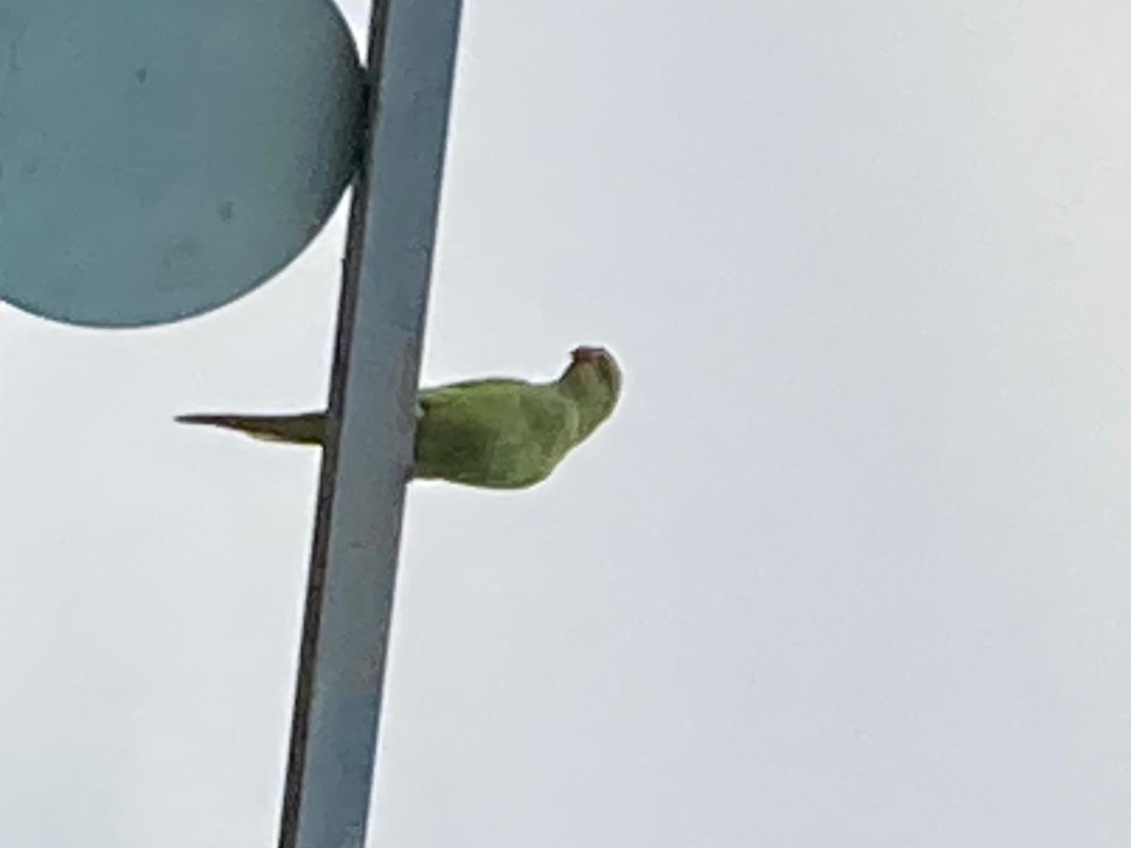 目撃された鳥 目撃された鳥