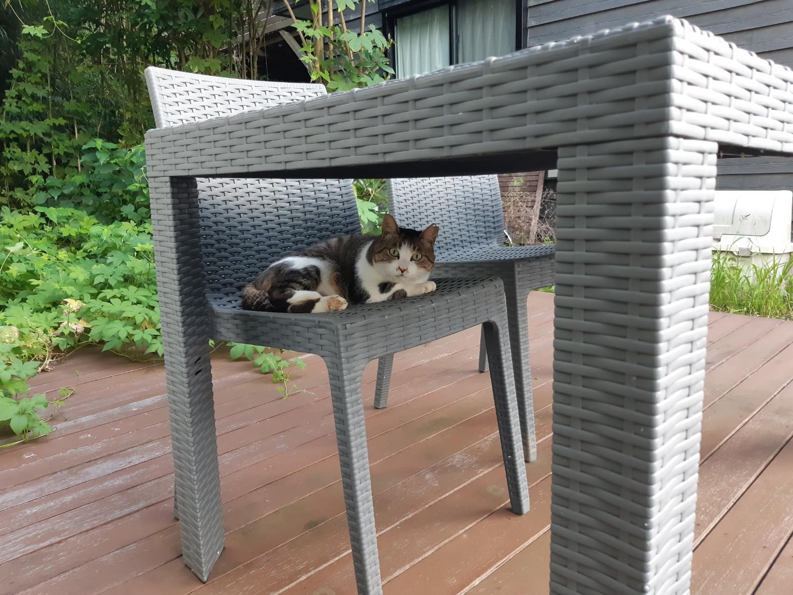 目撃された猫 目撃された猫