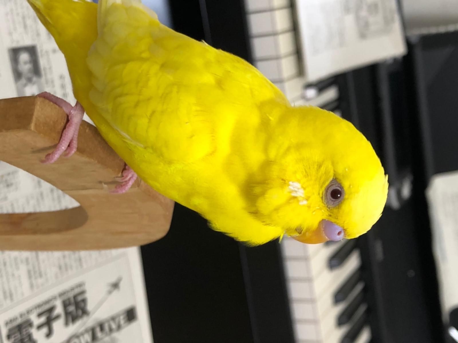 保護された鳥 保護された鳥