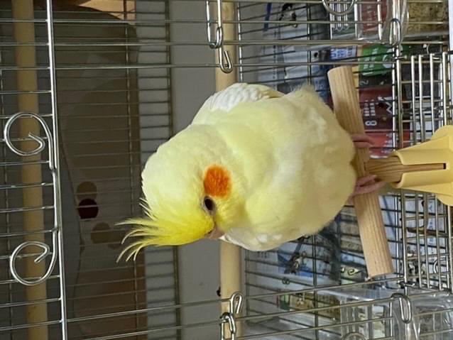 ショウブテンちゃん ショウブテンちゃん