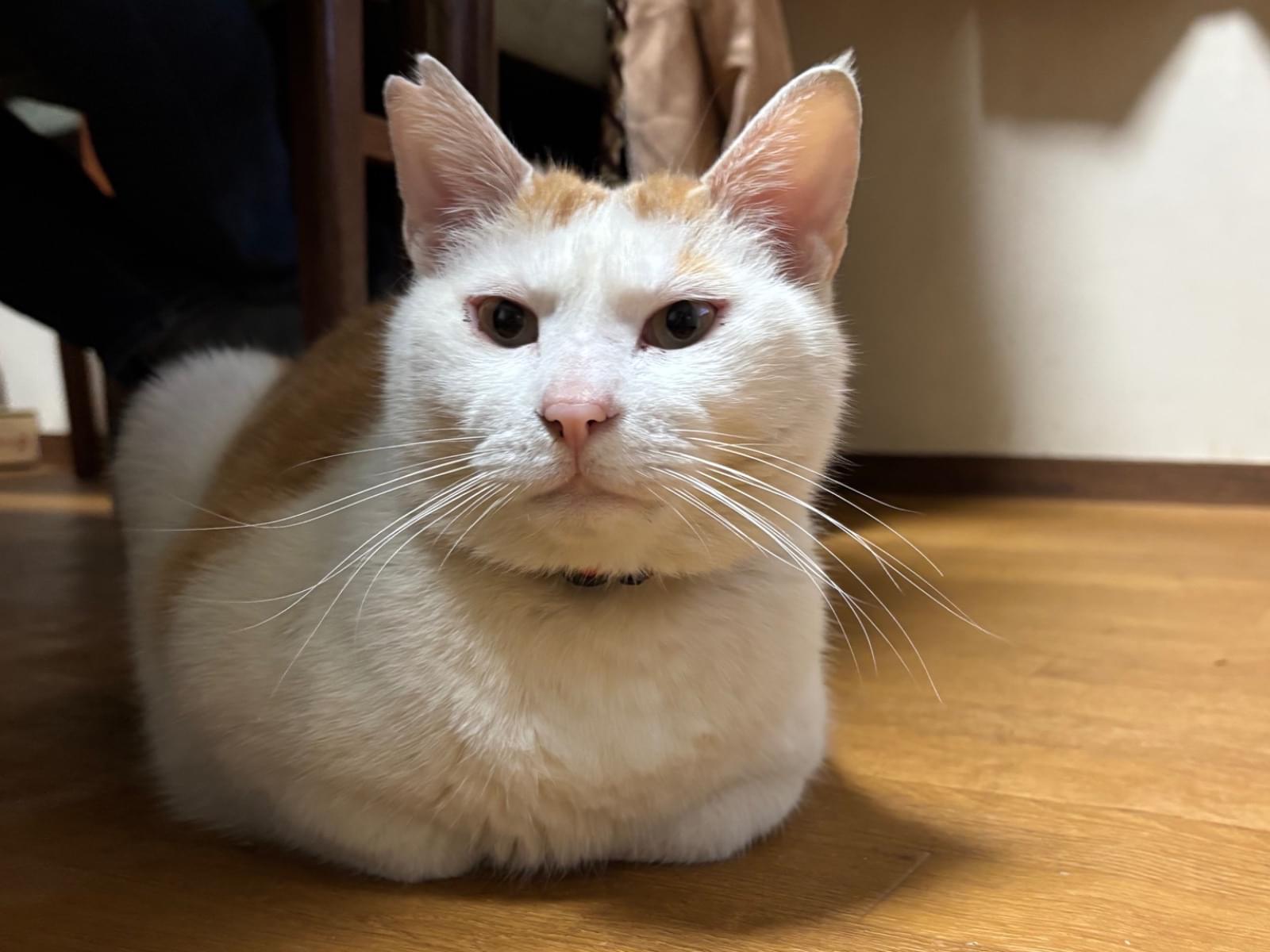 ナムちゃん ナムちゃん