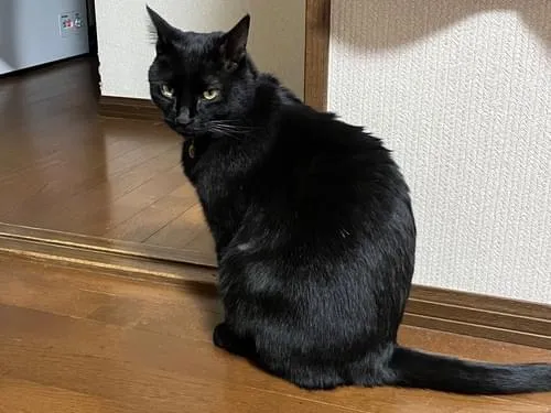 黒猫ページ 黒猫 on X: 