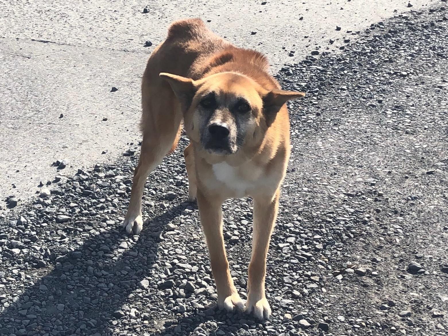 目撃された犬 目撃された犬