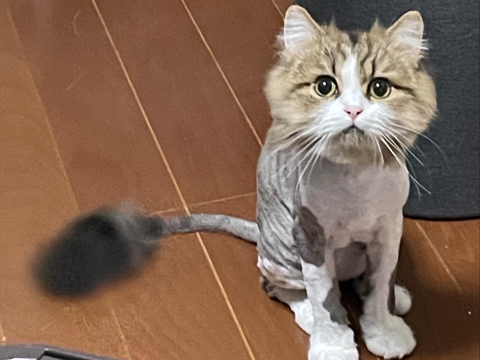 エリックちゃん エリックちゃん