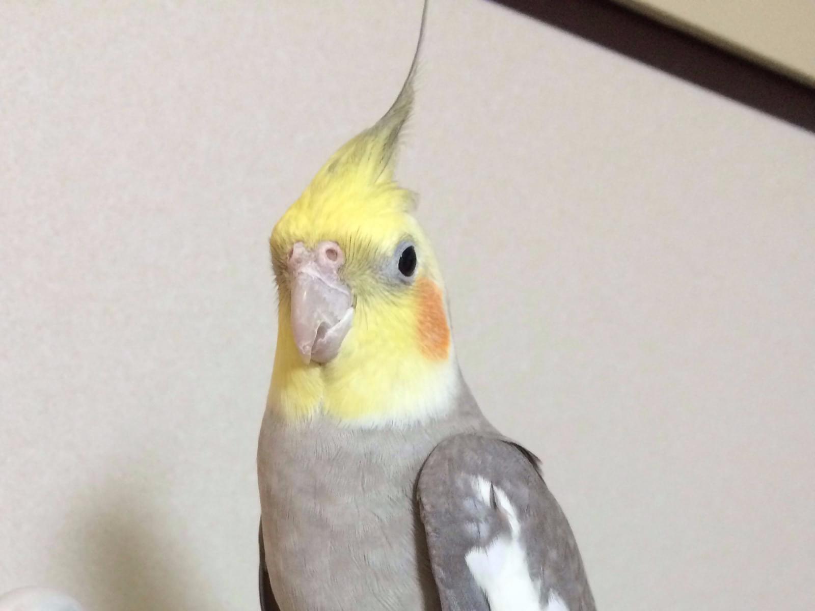 なるとちゃん なるとちゃん