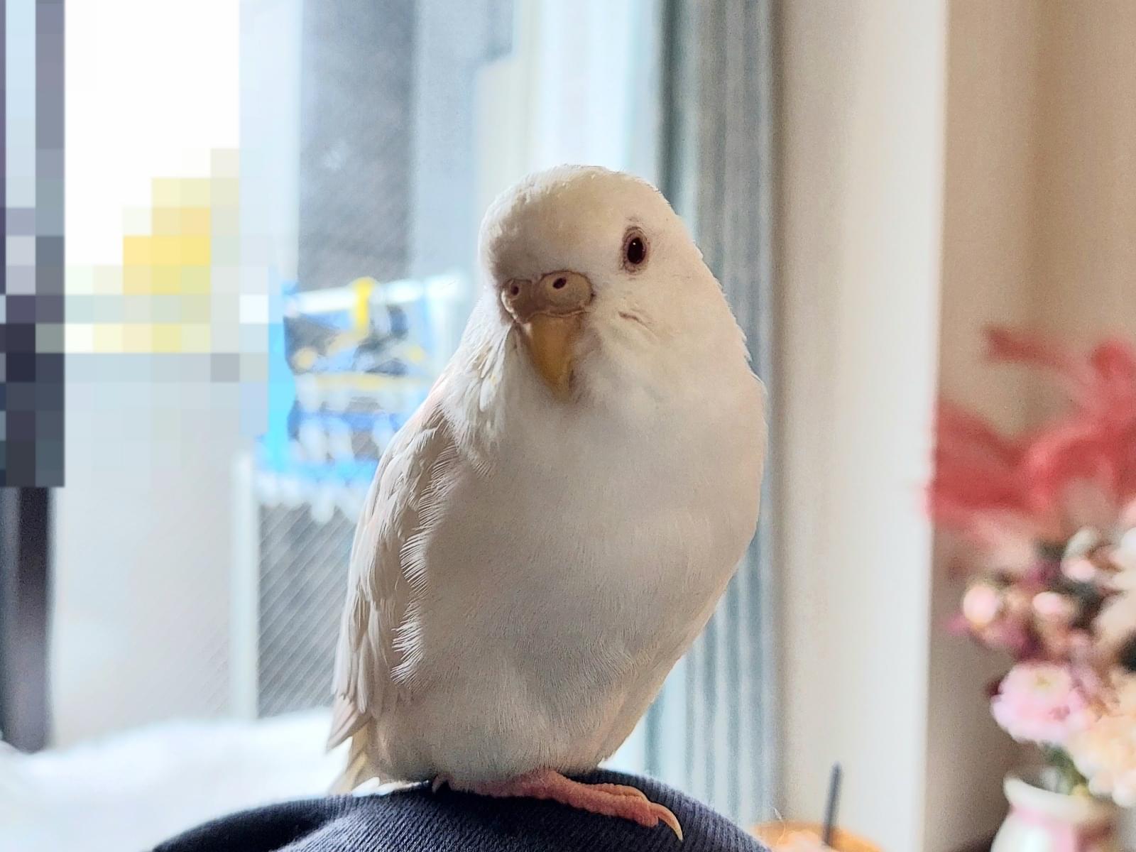 うさぎちゃん うさぎちゃん