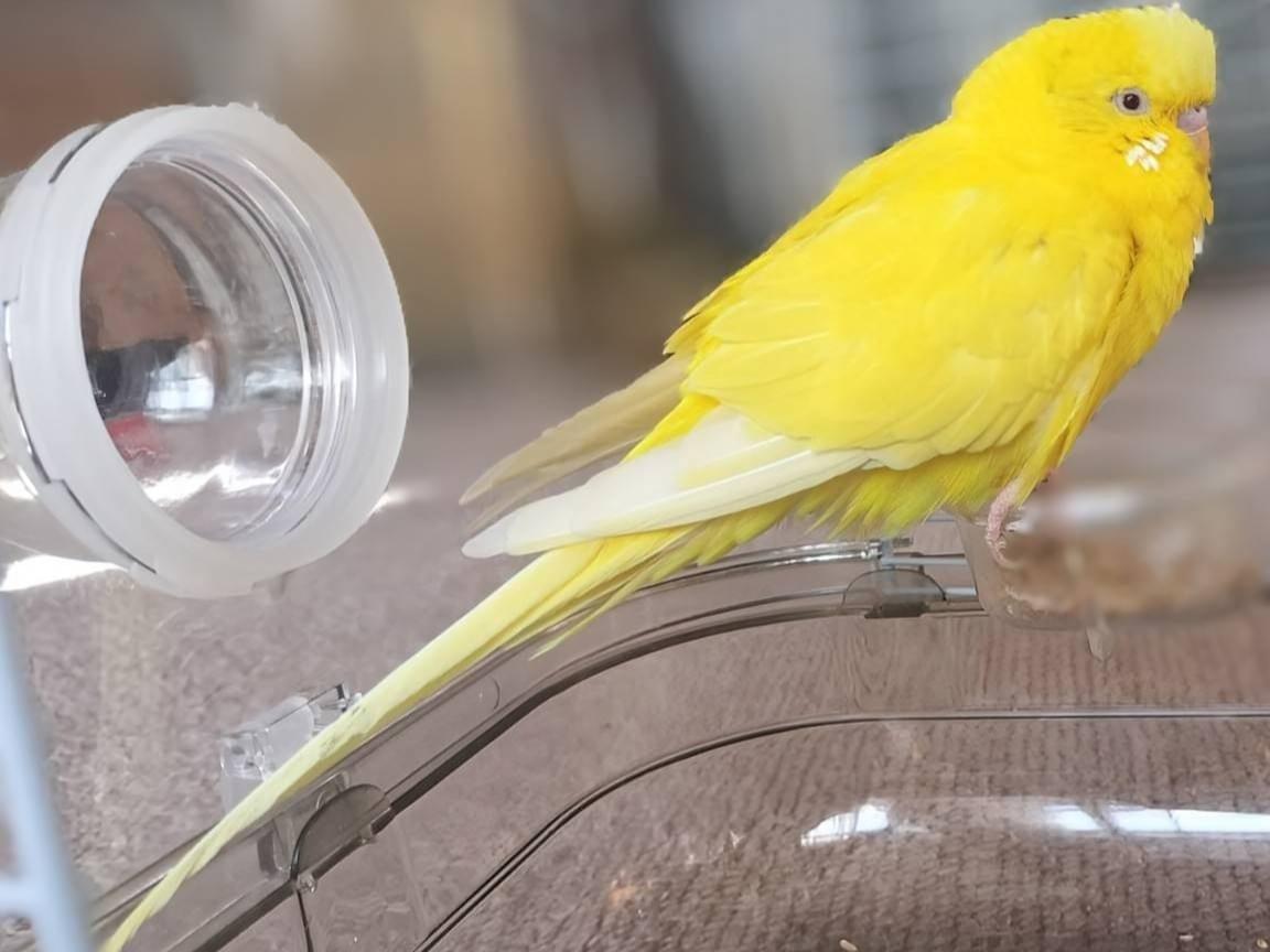 保護された鳥 保護された鳥