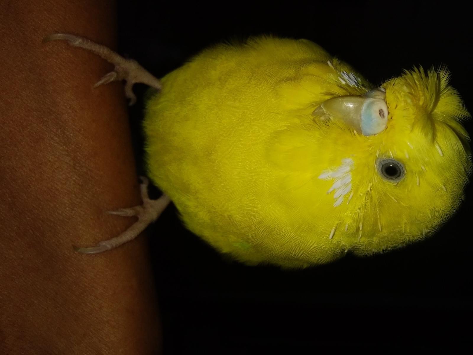 きいろちゃん きいろちゃん
