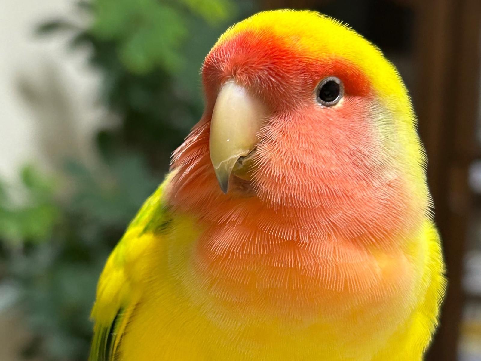 きぃちゃん きぃちゃん