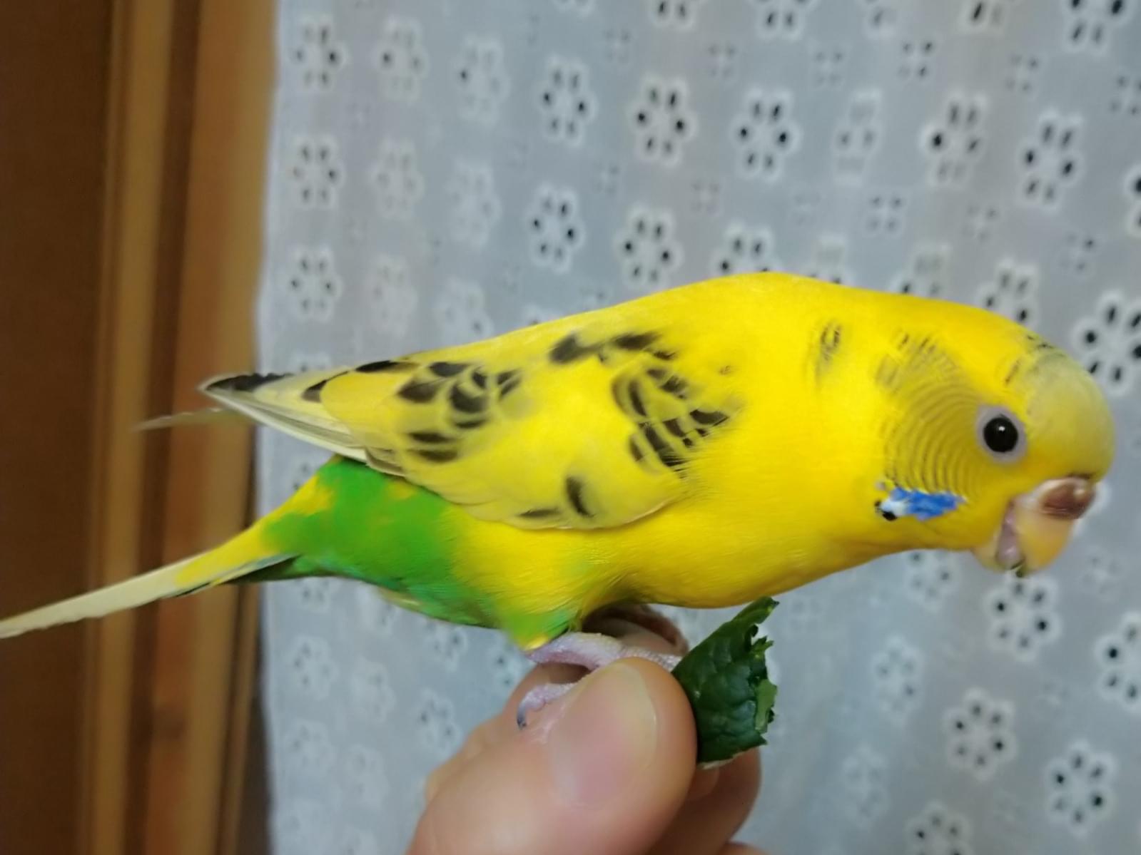 みりんちゃん みりんちゃん