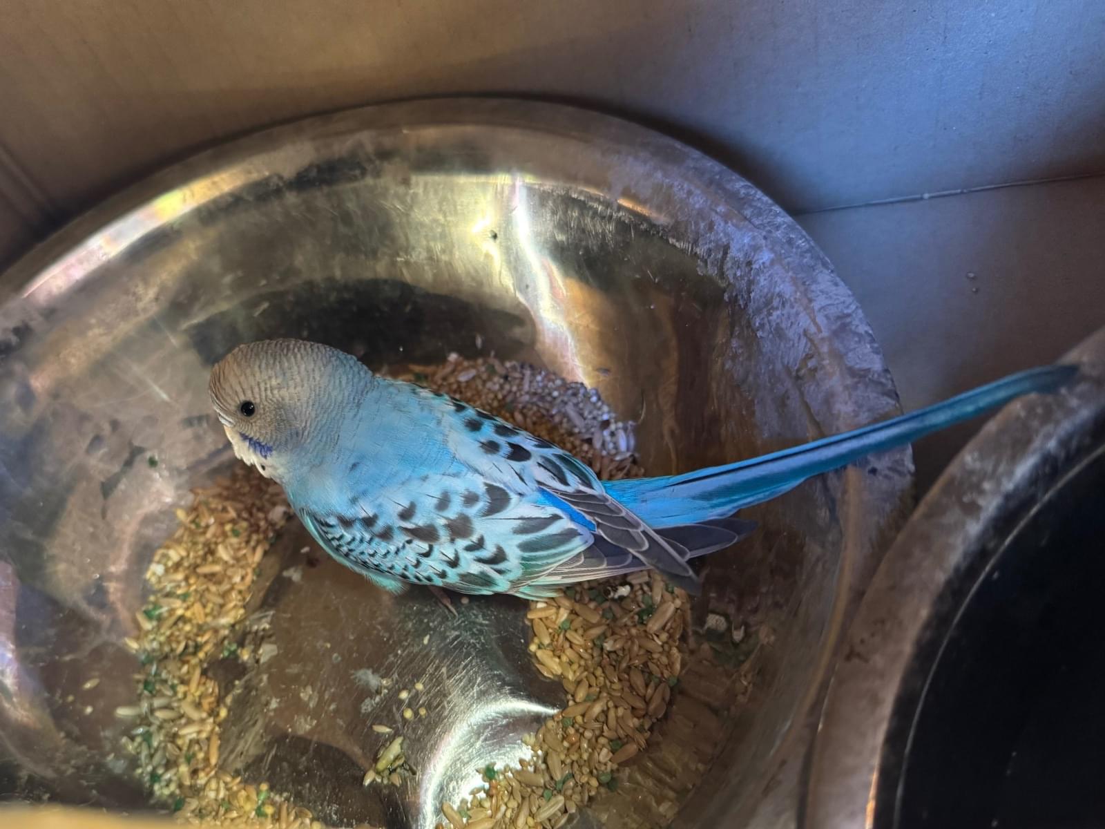 保護された鳥 保護された鳥