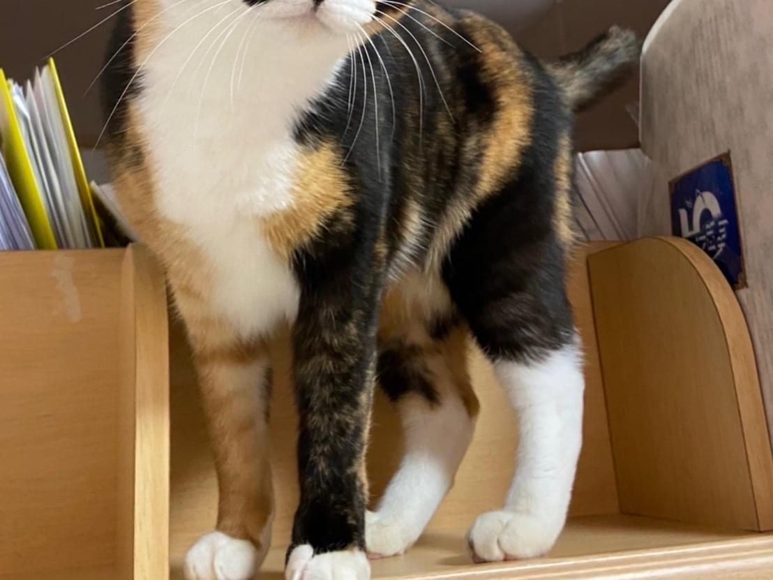 しおりちゃん しおりちゃん