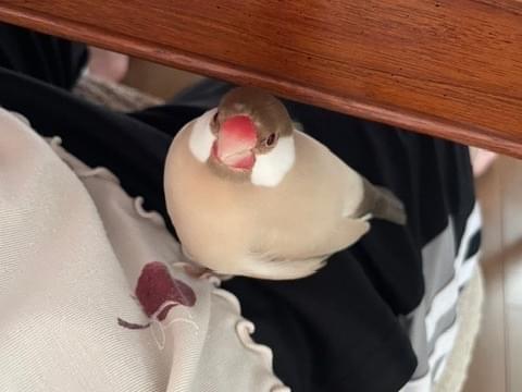 むぎちゃん むぎちゃん