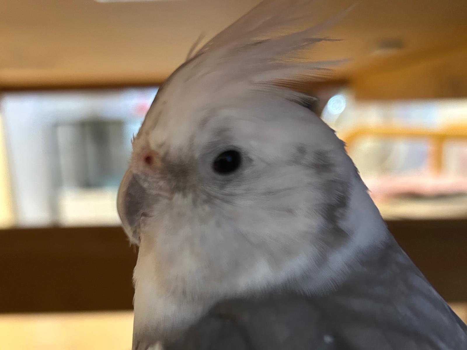 ピノちゃん ピノちゃん