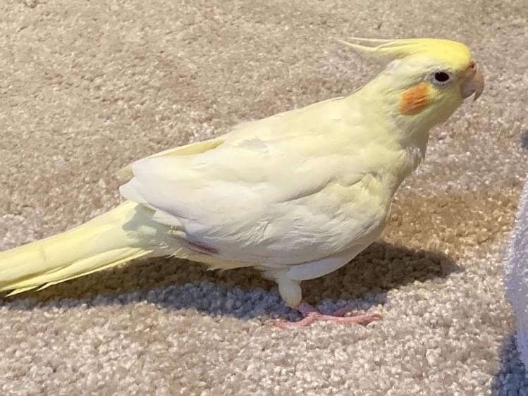 ひまわりちゃん ひまわりちゃん