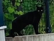 目撃された猫 目撃された猫