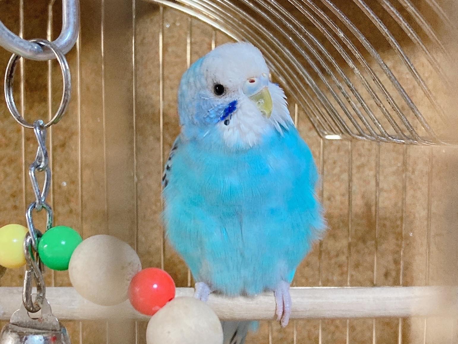 ラムネちゃん ラムネちゃん
