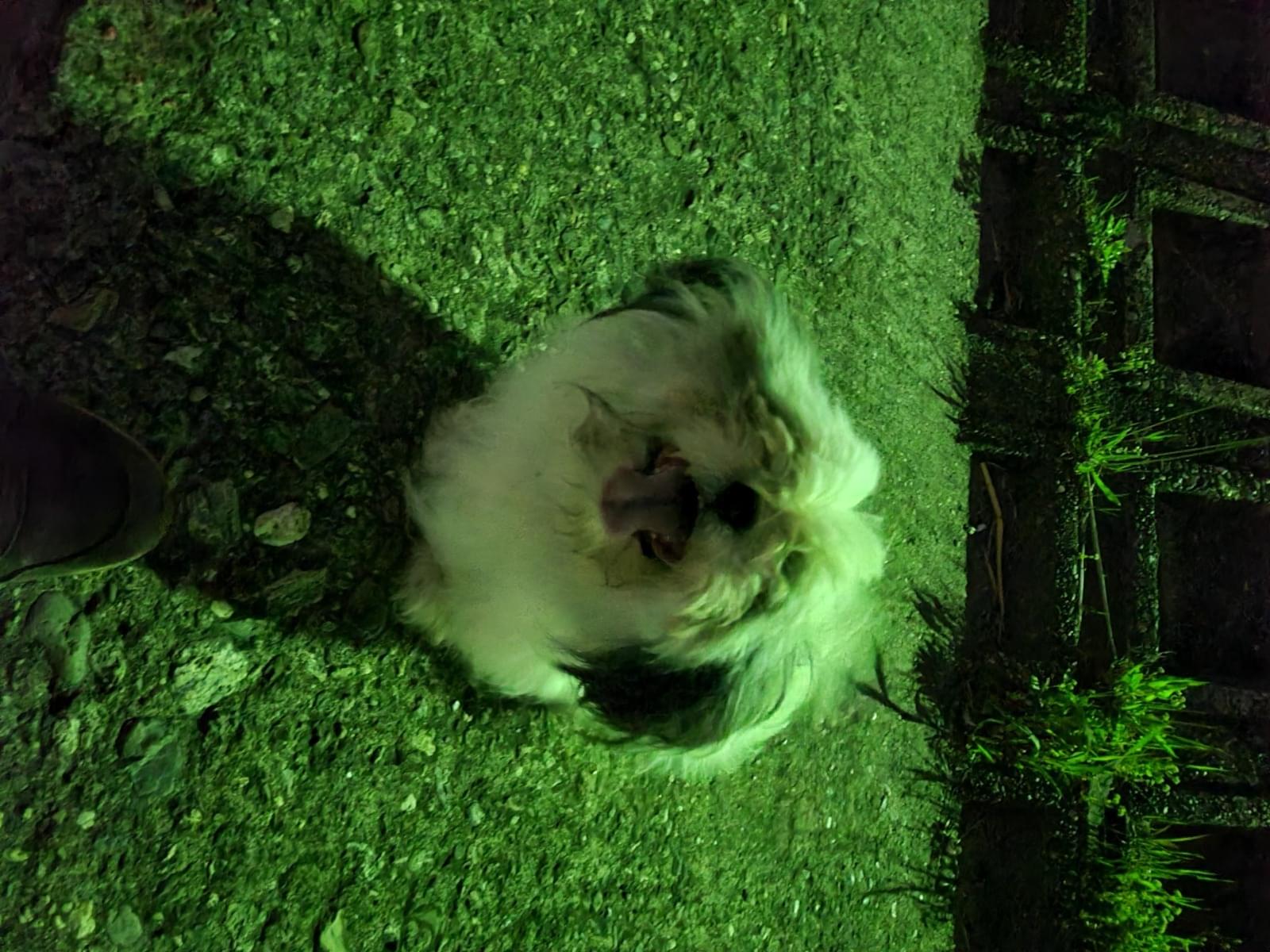 目撃された犬 目撃された犬