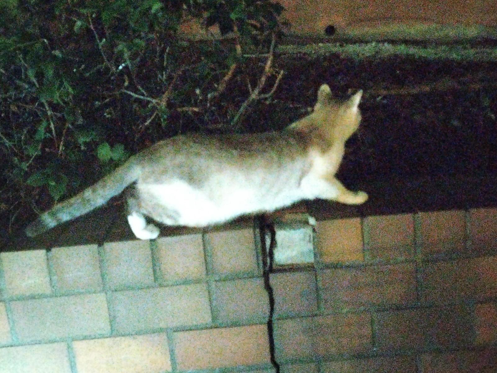 目撃された猫 目撃された猫