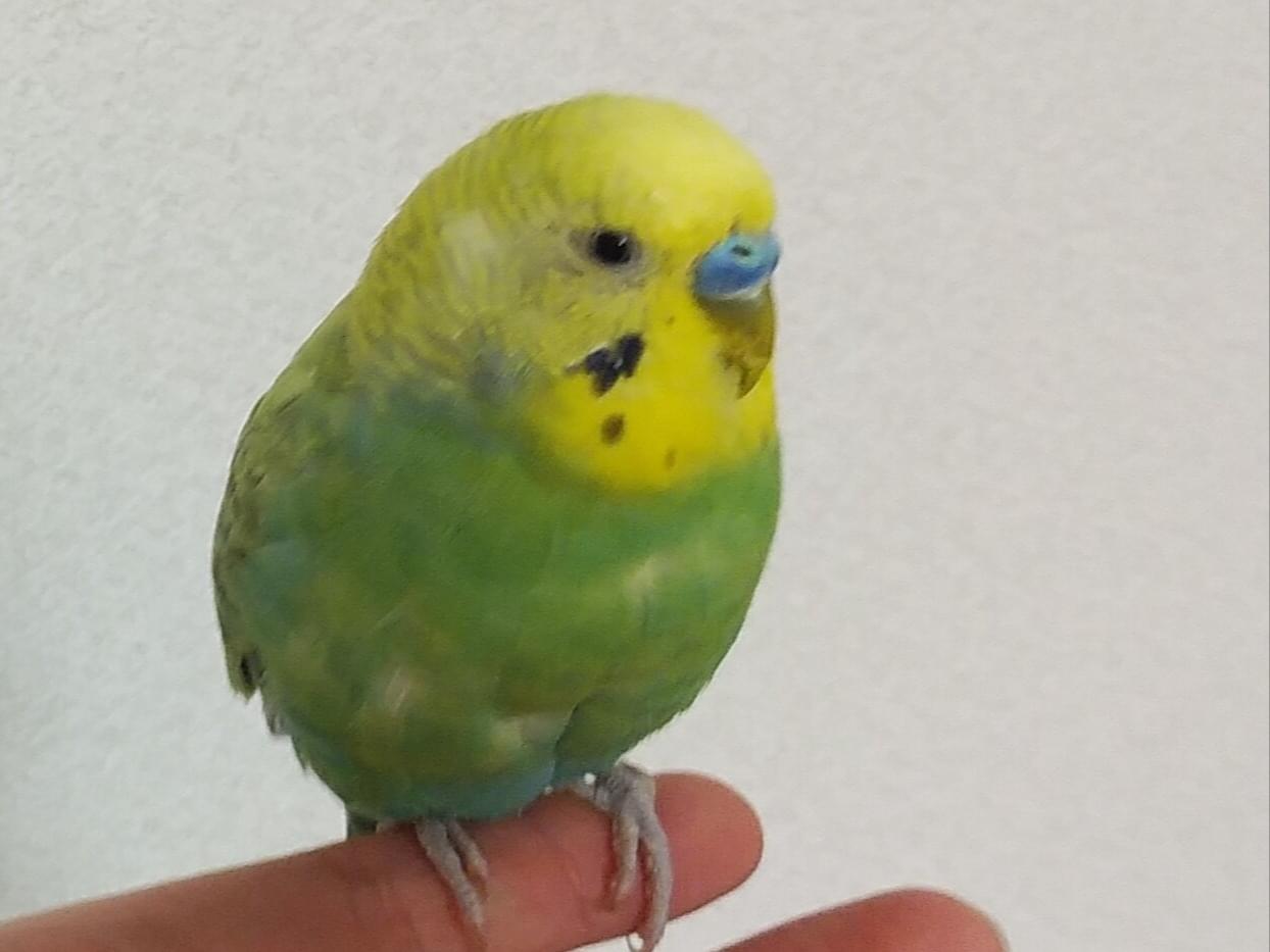 にじちゃん にじちゃん