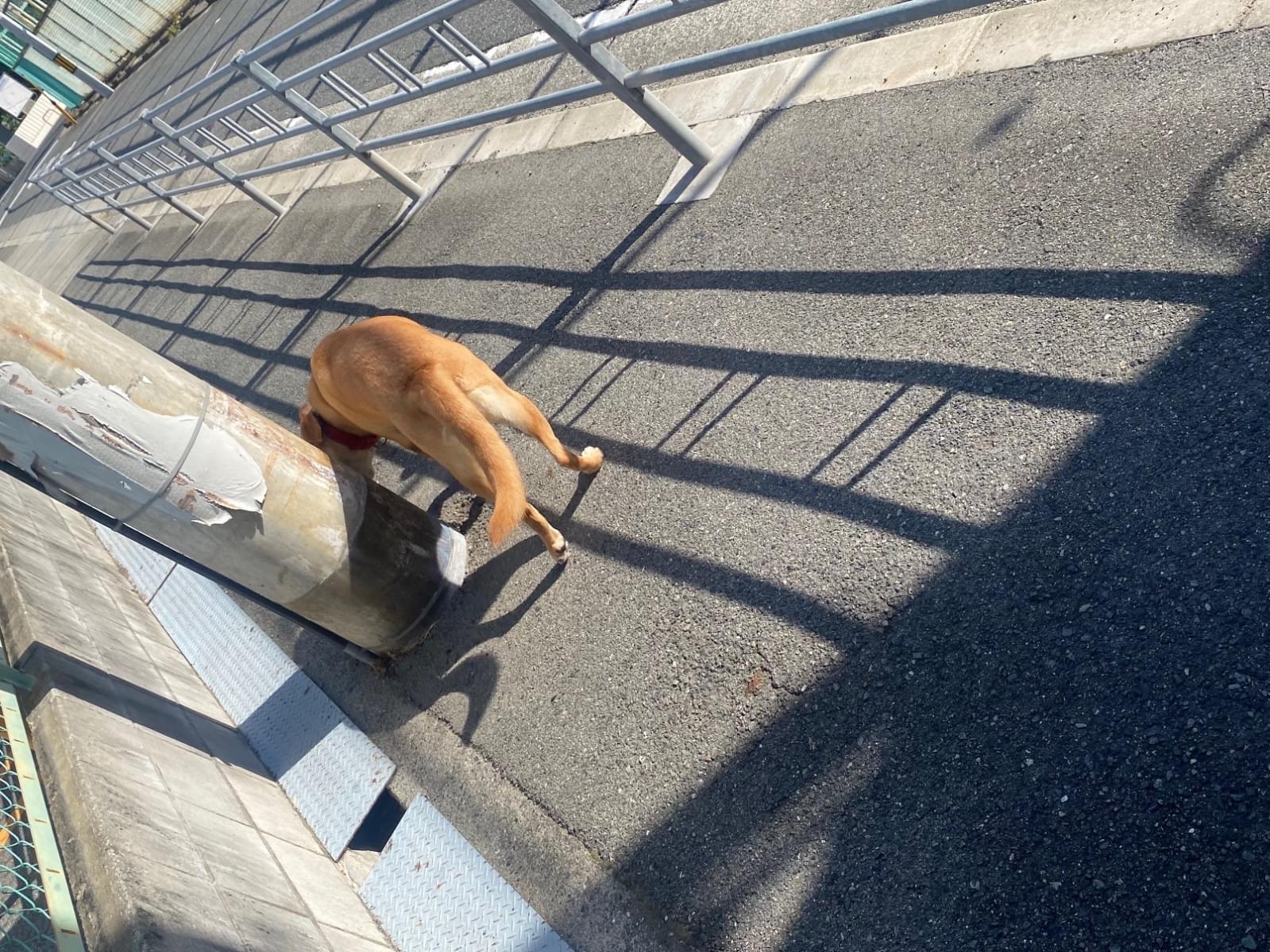 目撃された犬 目撃された犬