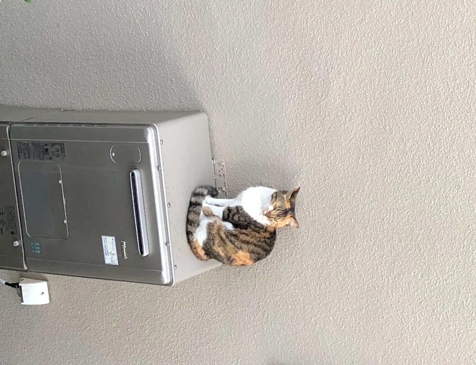 三毛猫を探しています