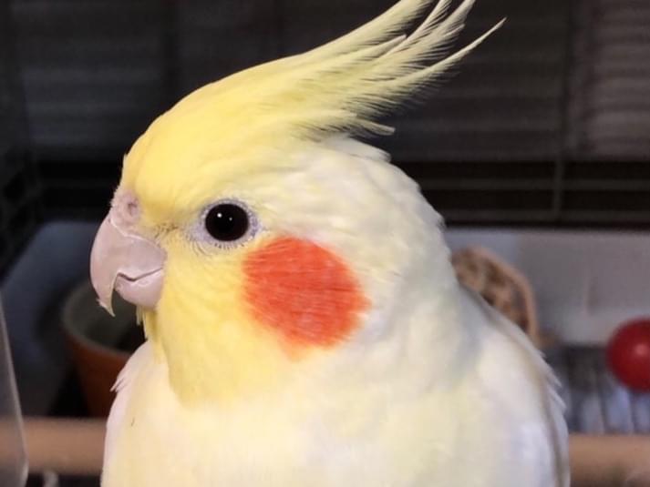 パッチちゃん パッチちゃん