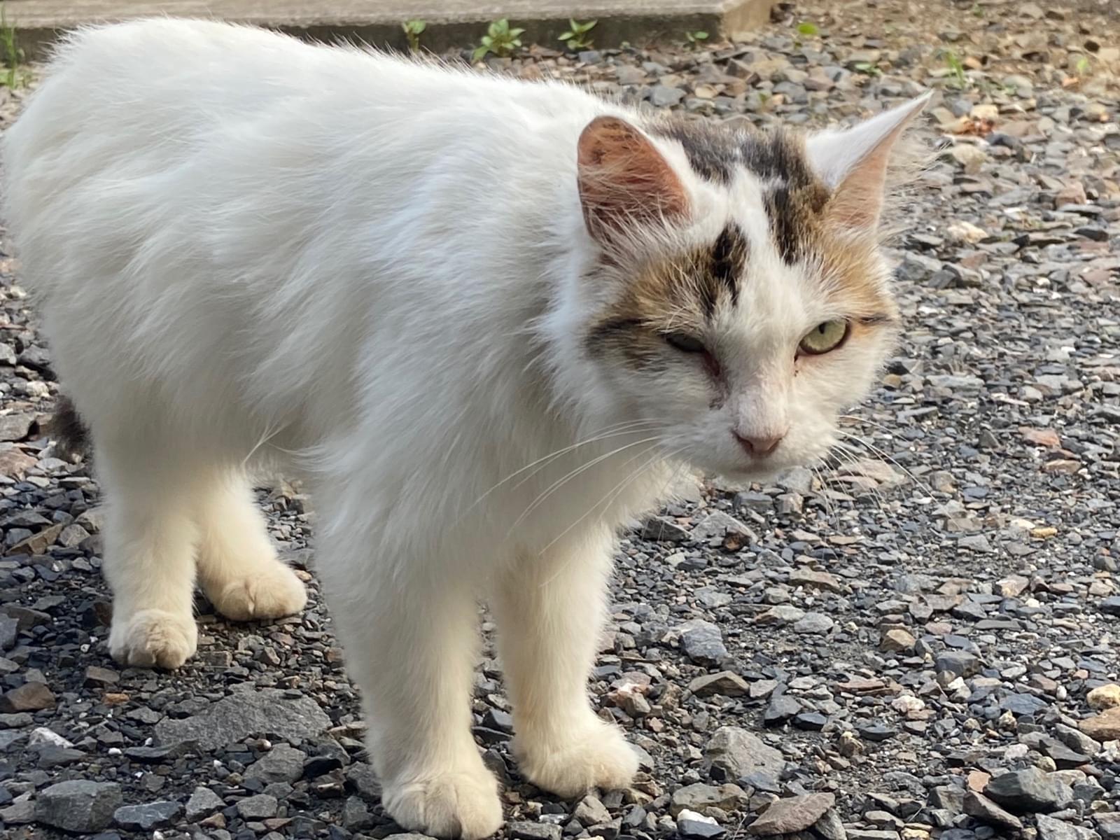 保護された猫 保護された猫