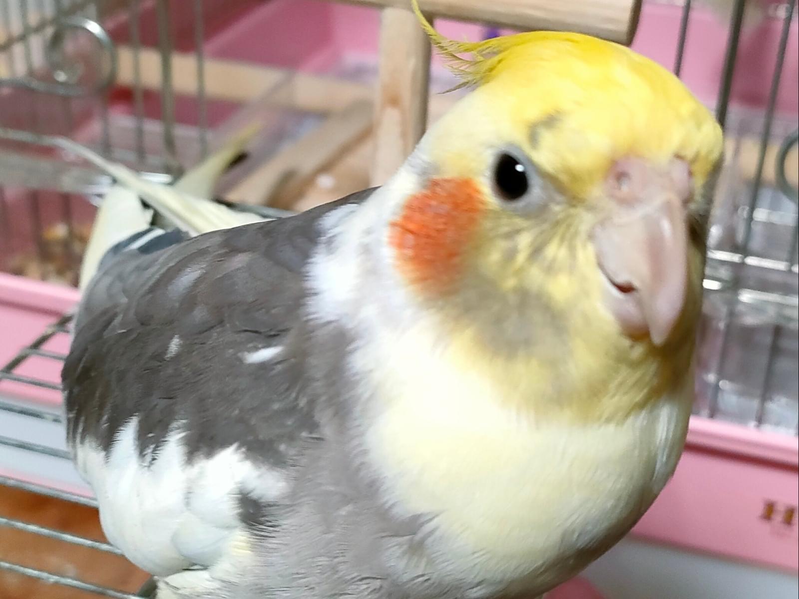 みーこちゃん みーこちゃん