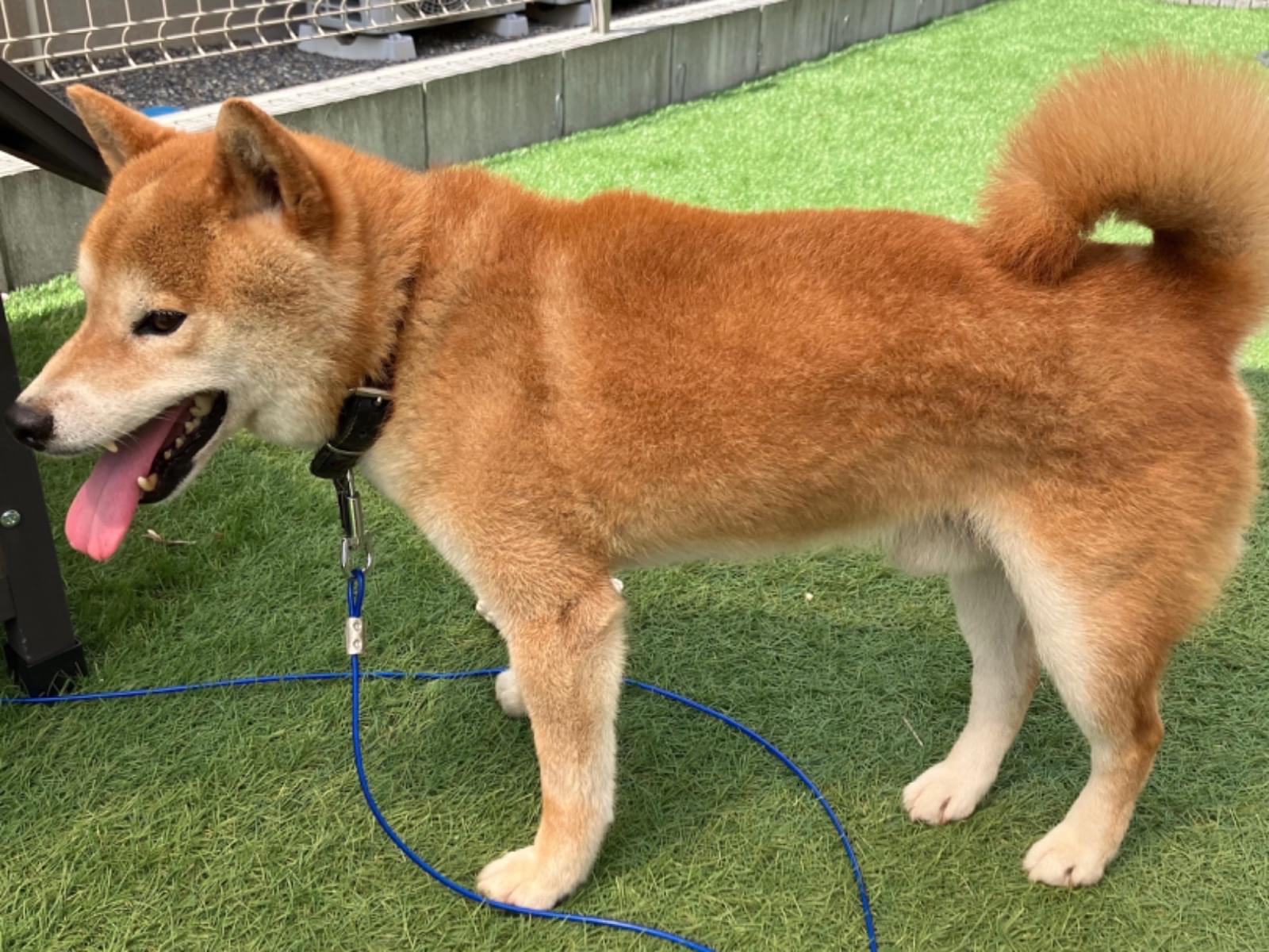 保護された犬 保護された犬