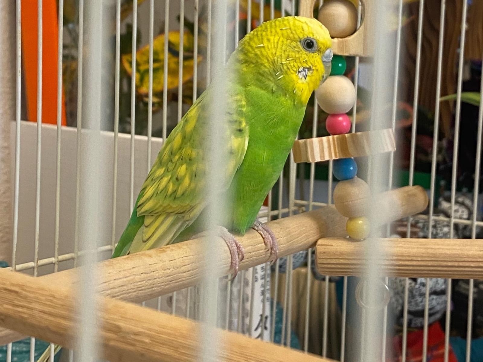 保護された鳥 保護された鳥