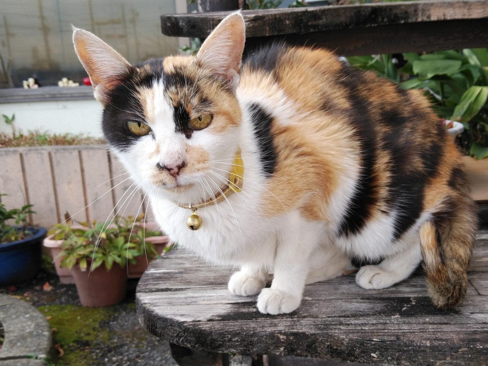 保護された猫 保護された猫