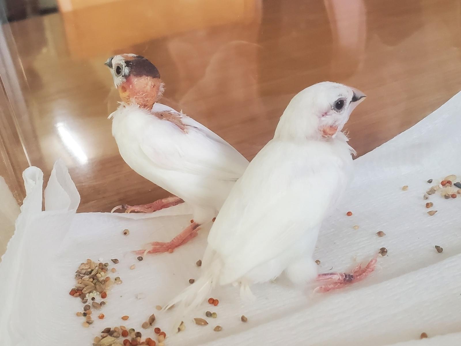 保護された鳥 保護された鳥