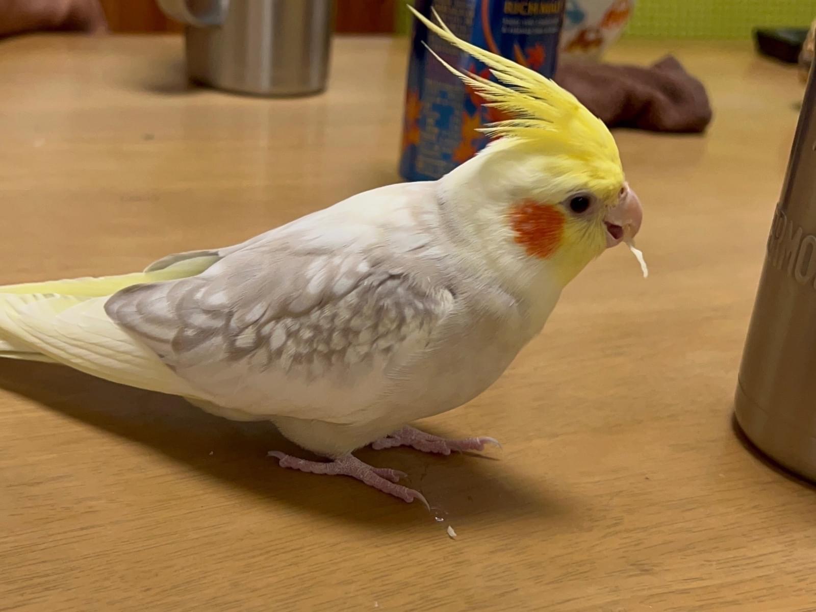 キューちゃん キューちゃん