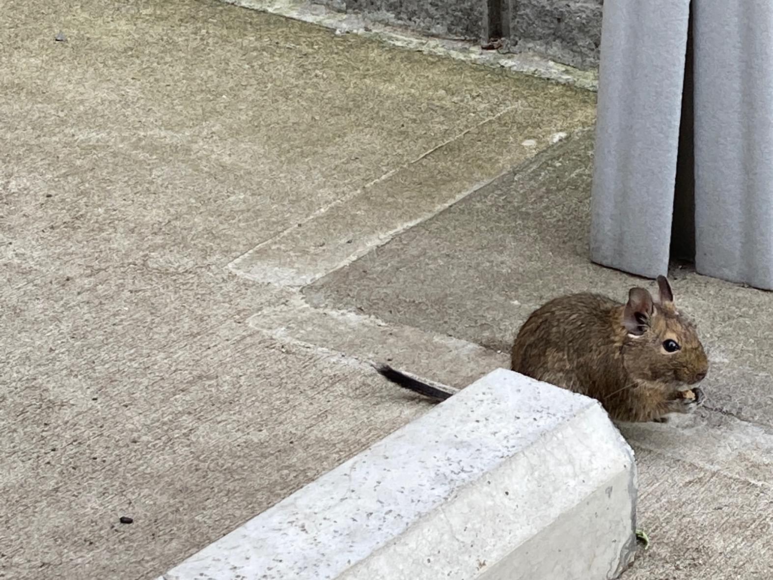 目撃されたペット 目撃されたペット