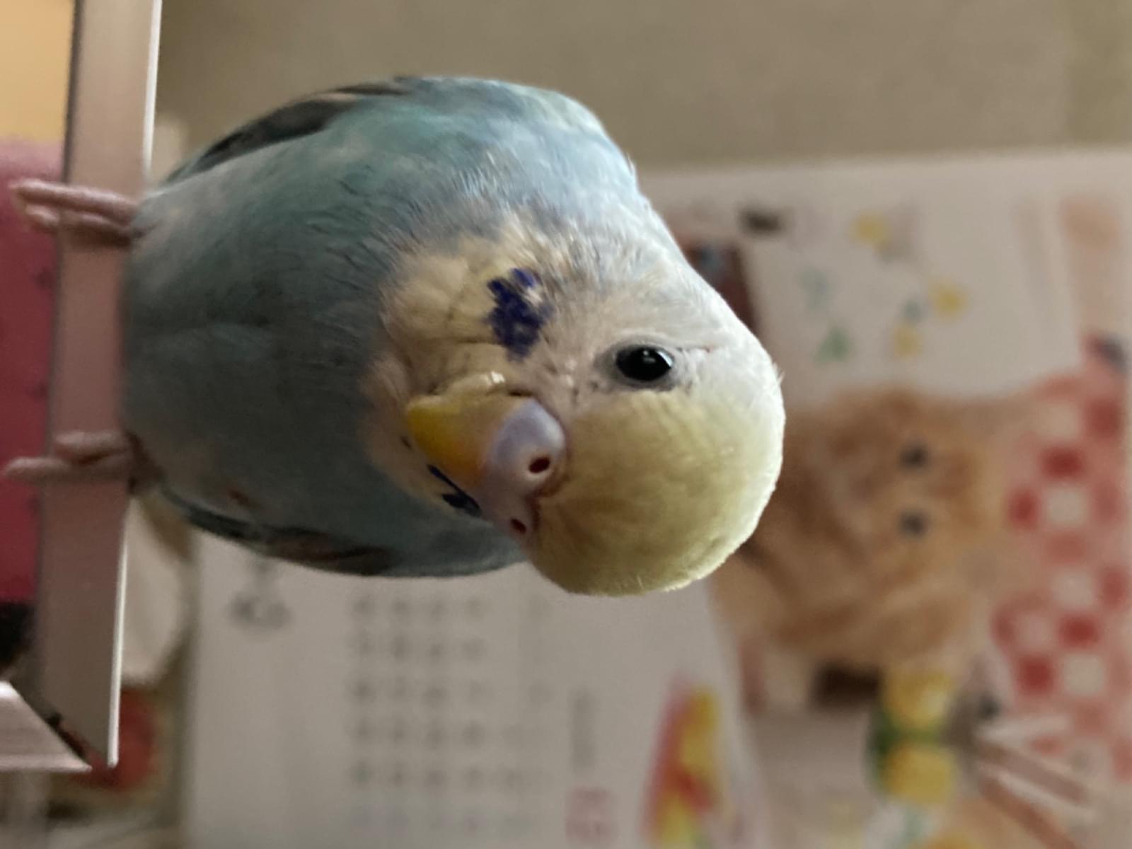 ぜんちゃん ぜんちゃん
