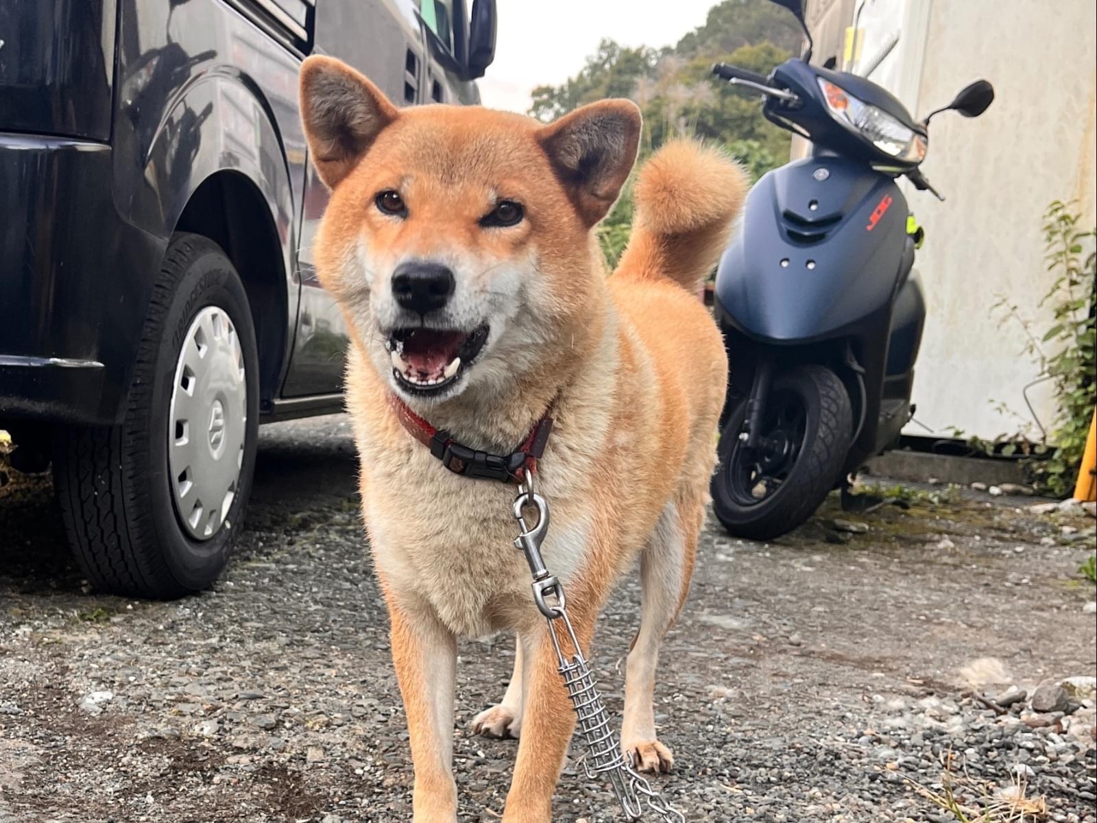 さくらちゃん さくらちゃん