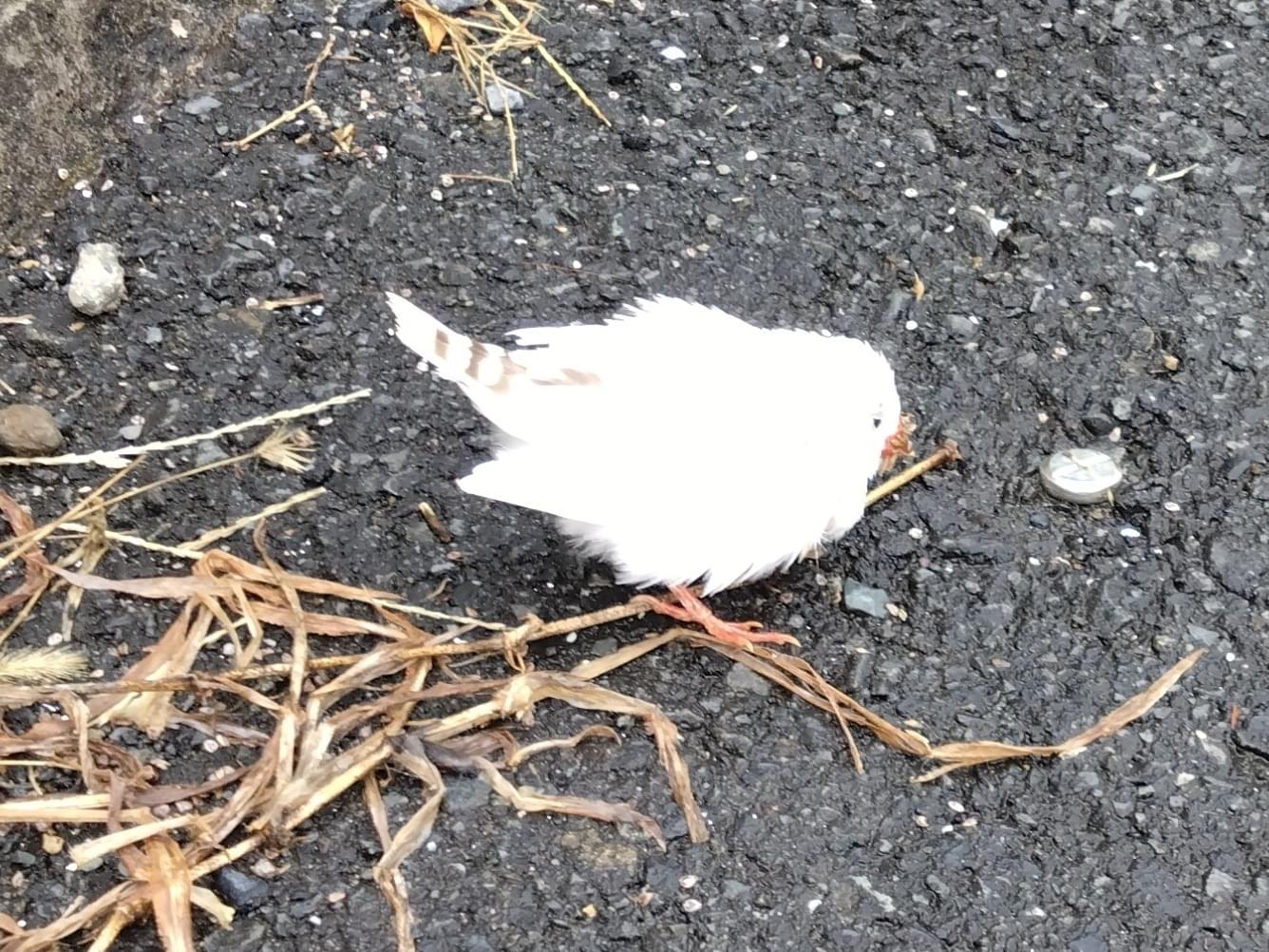 目撃された鳥 目撃された鳥